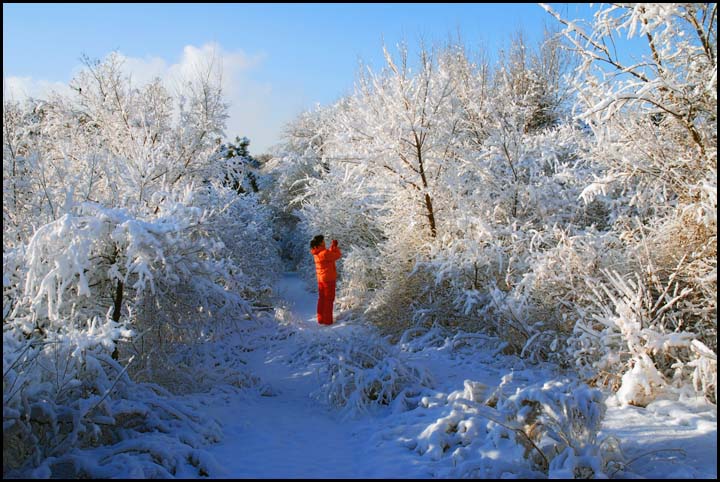 雪后随拍1 摄影 老茅草