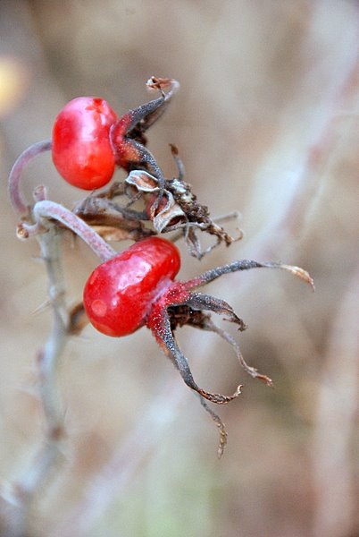 rosehip 摄影 seattle