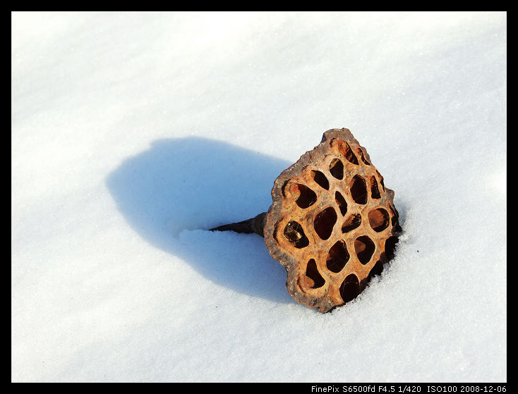 冰雪残荷 摄影 杯莫停