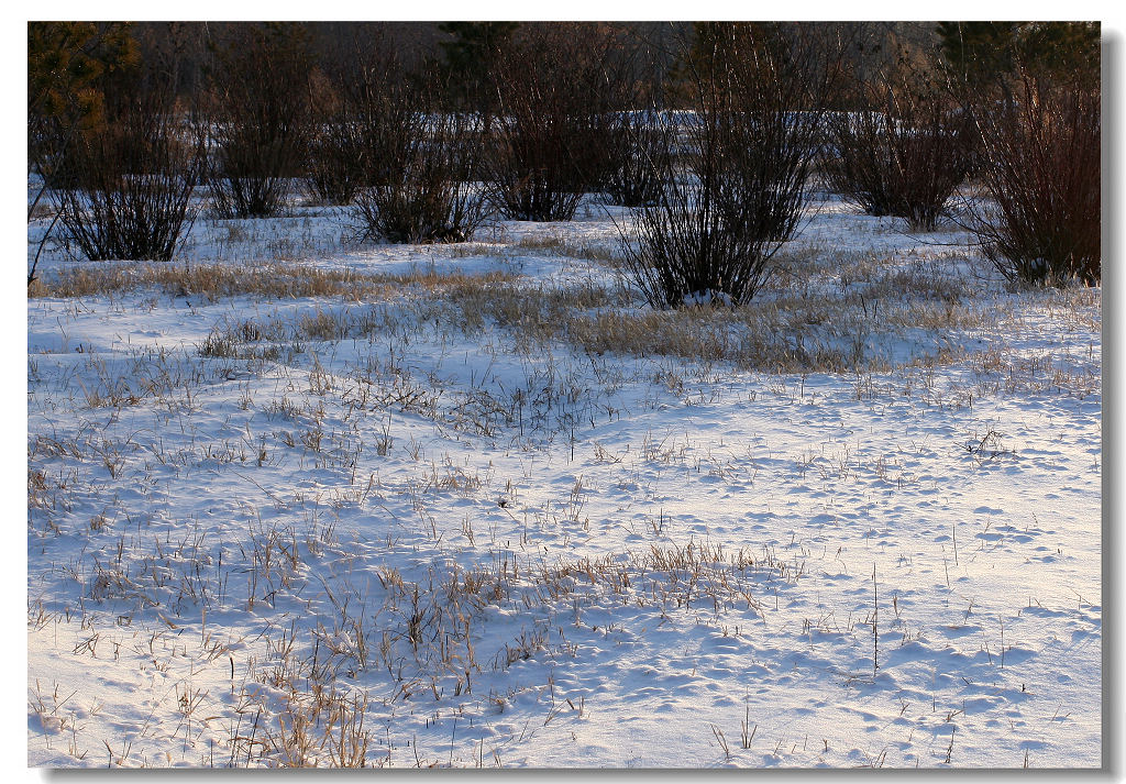 2008年的第一场雪 摄影 天空翱翔