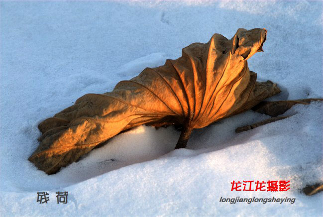 残荷卧雪 摄影 龙江龙