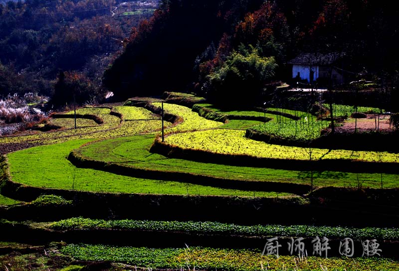 家园 摄影 厨师解围腰