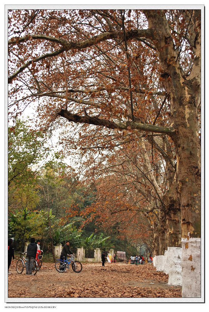 贵阳花溪黄金大道03 摄影 Ricoh3000D