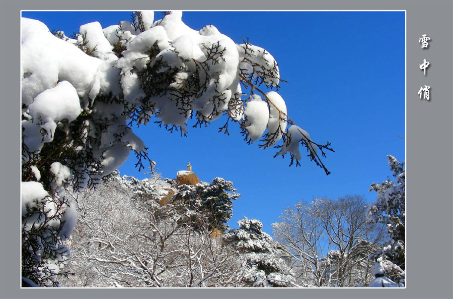 雪中俏（4） 摄影 七色光2008