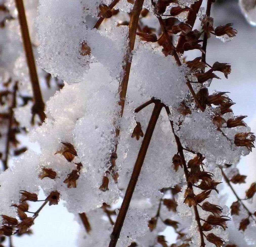 初雪压枝头 摄影 螳螂无悔