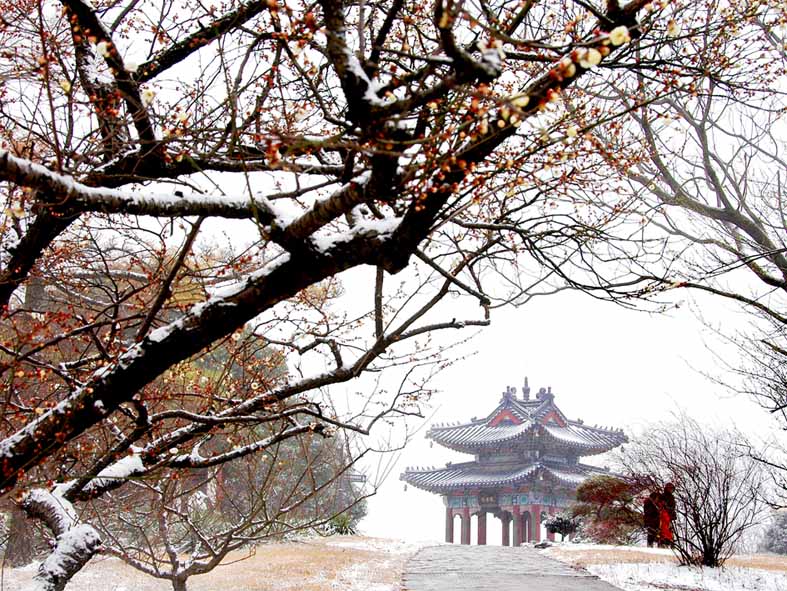 梅花欢喜漫天雪。 摄影 秋天的人