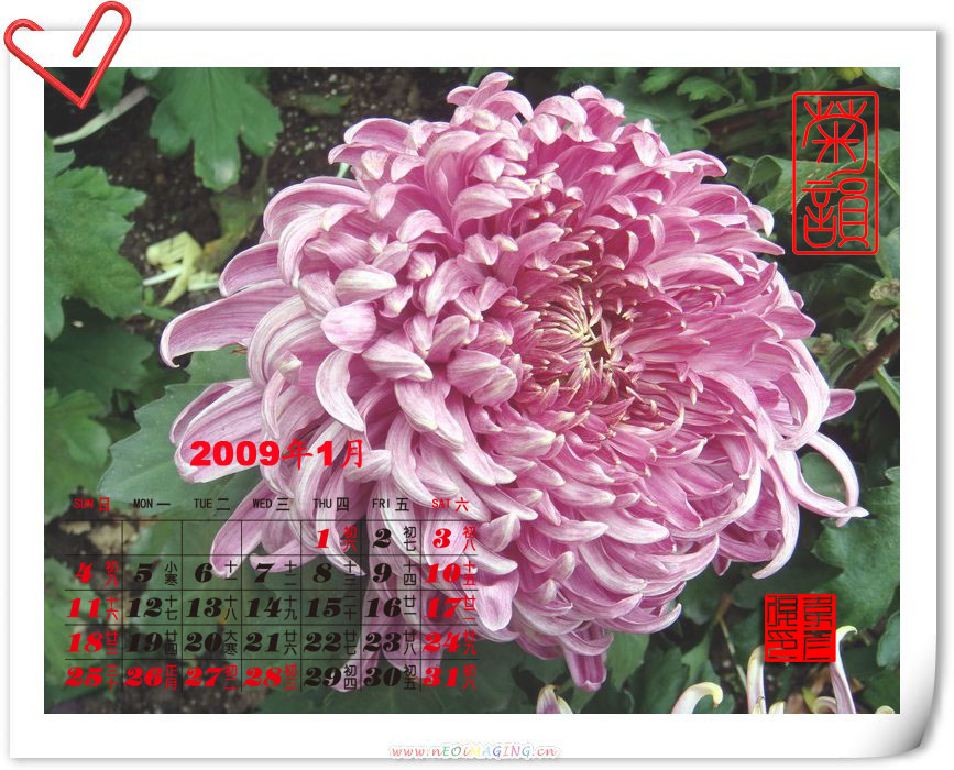 2009年菊花台历 摄影 weiyanfu