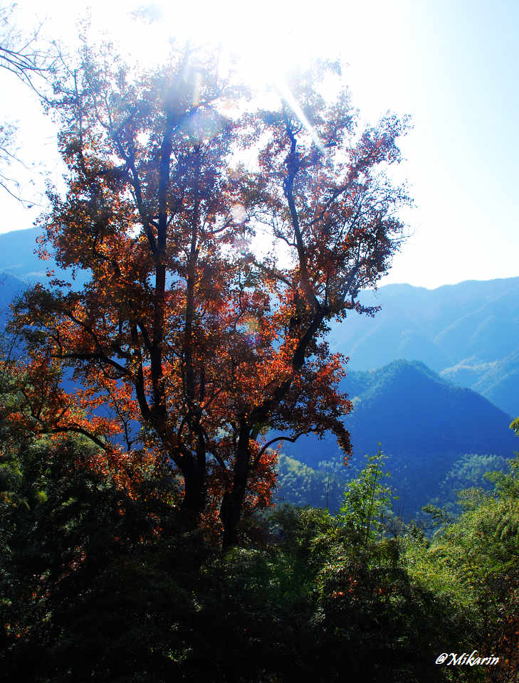 阳光透过树梢（AUTUMN NO.9） 摄影 山头舟