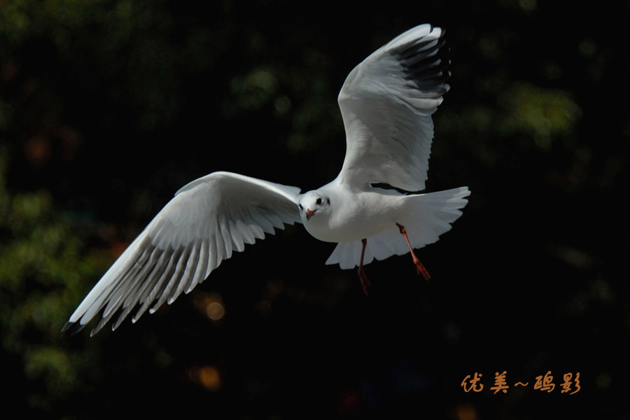 优美~鸥影 摄影 金老