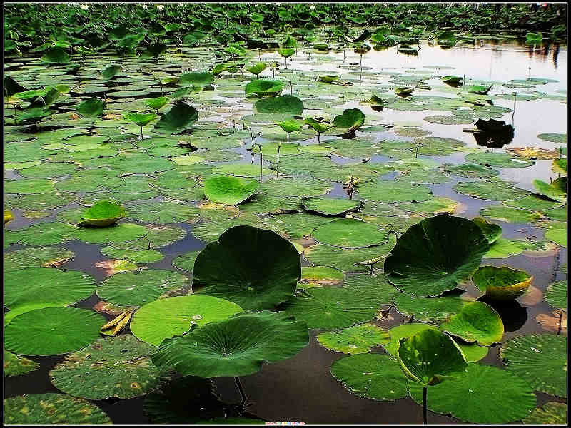 荷塘 摄影 油灯