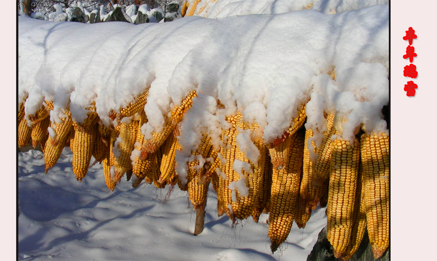 丰年瑞雪（５） 摄影 七色光2008