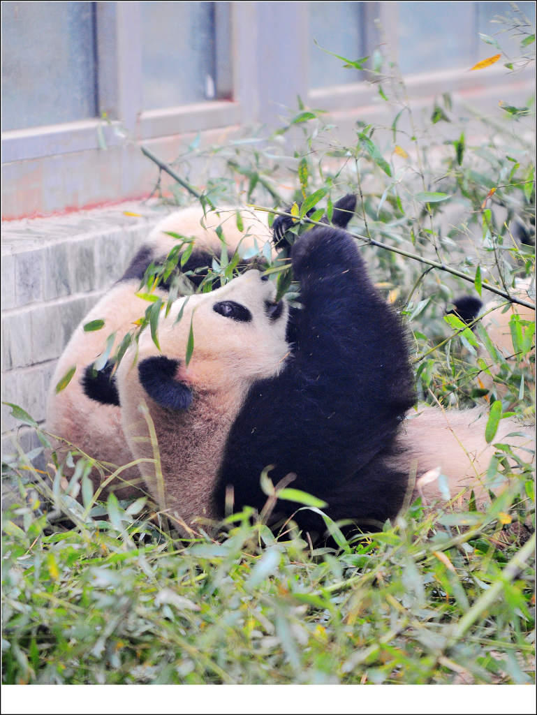 熊猫 摄影 汪萍