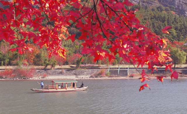 红叶 摄影 绿草地