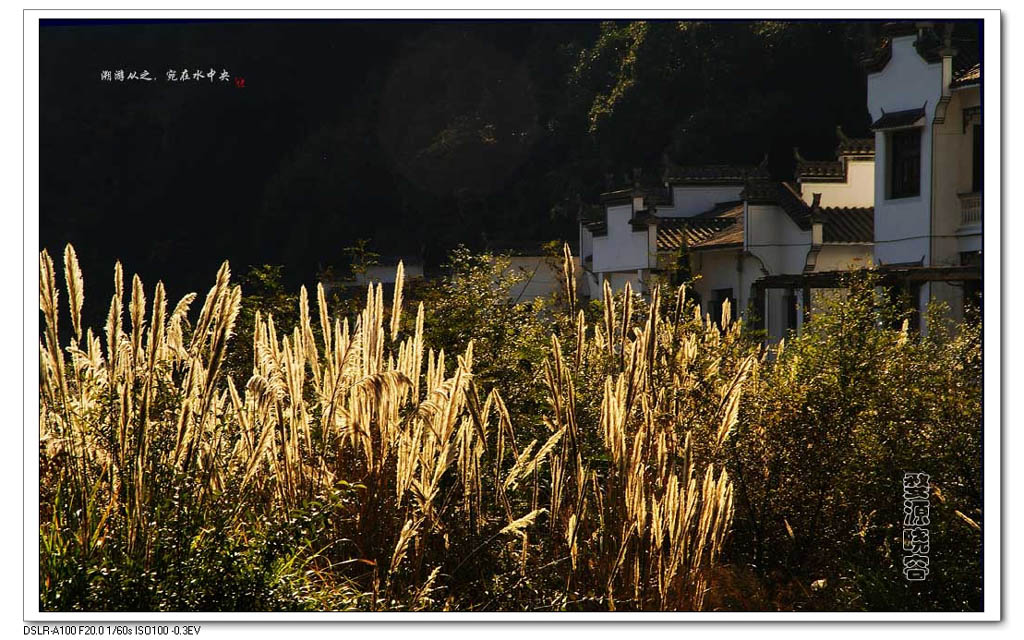 婺源风光 9 摄影 苍茫老鹰