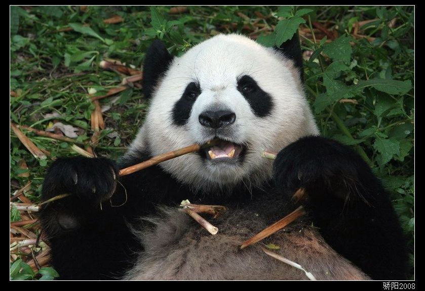 大爷我躺着吃，安逸！ 摄影 红日骄阳