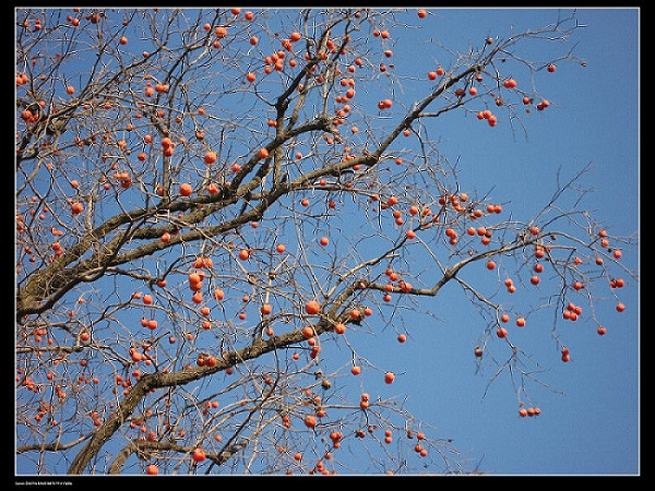 2008年的冬 摄影 shanyangjush