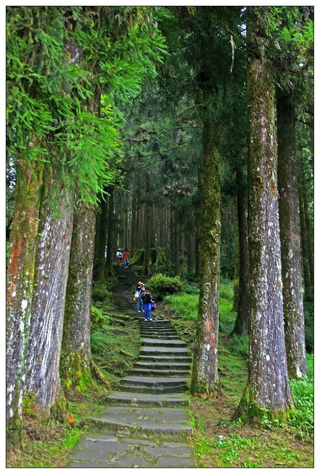 台湾阿里山风光----林深如海 摄影 上虞鲁班