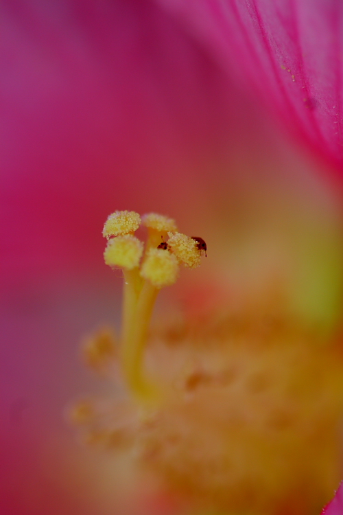 花蕊 摄影 陆上行