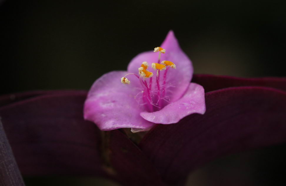 紫竹梅 摄影 青花瓷