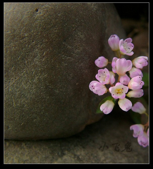 紫色小花 摄影 小飞兔