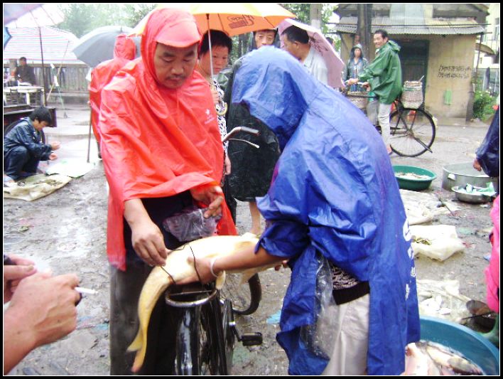 雨中早市 摄影 东风一浪