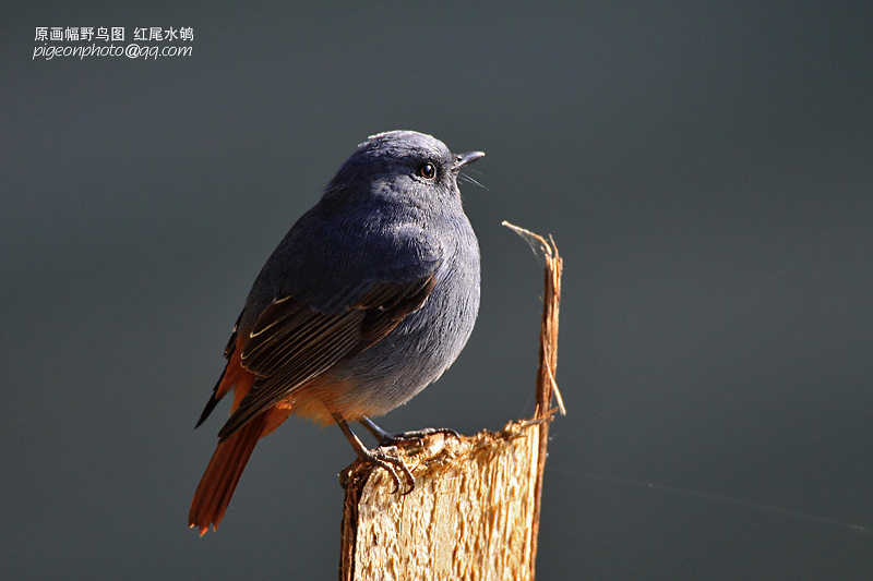 红尾水鸲 摄影 pigeon