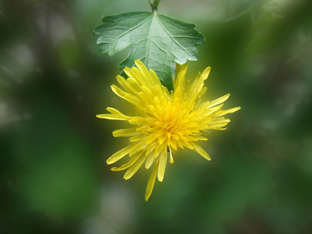 山菊 摄影 陈仓古道