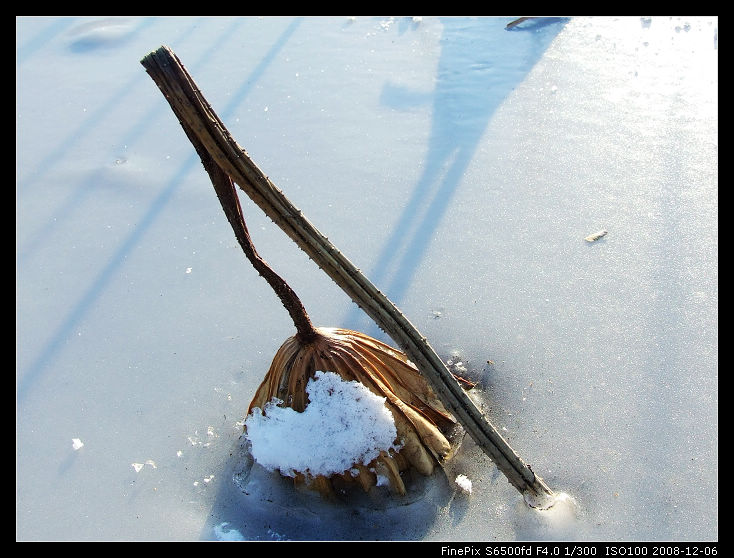 冰·雪·残荷 摄影 杯莫停