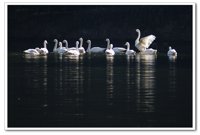 天鹅湖 ·  追光精灵 摄影 歌声的翅膀