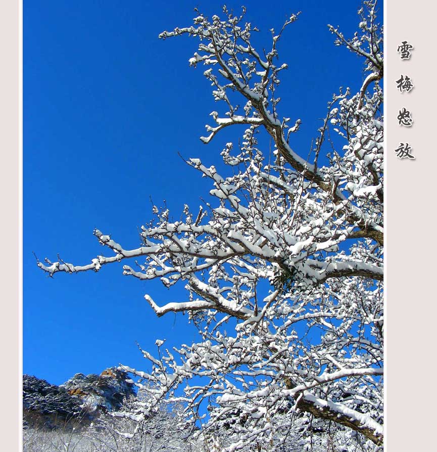 雪梅怒放（８） 摄影 七色光2008