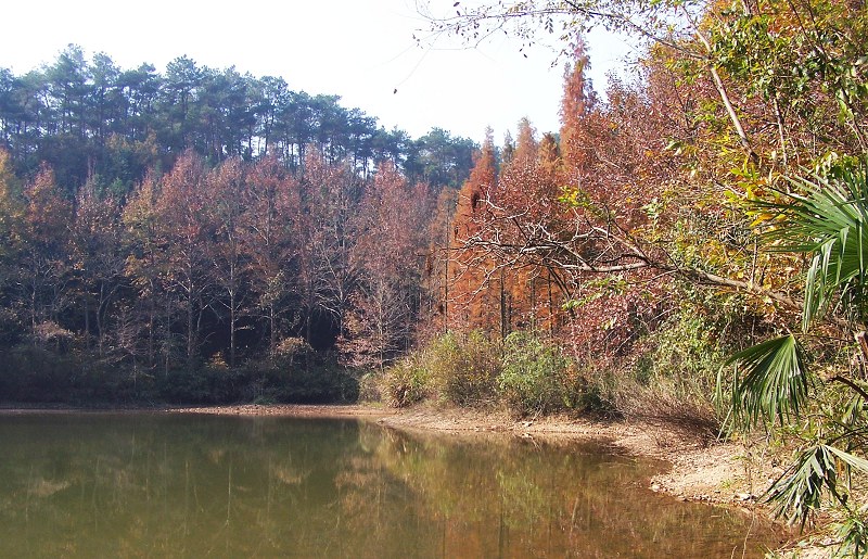 长乐林场秋色 摄影 高山松