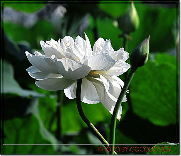 荷 摄影 COCOLOVER