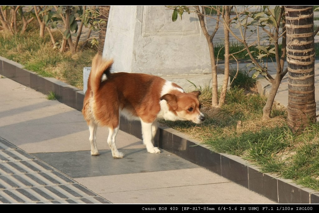 狗 摄影 李建广