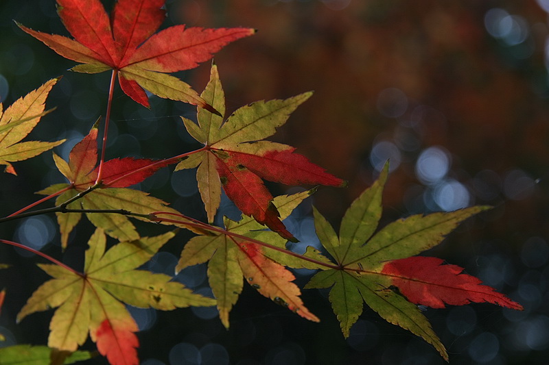 枫叶 摄影 勤学