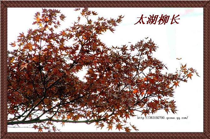 枫叶红渐黄 摄影 太湖柳长