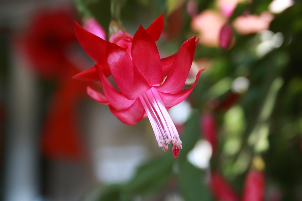 花蕊 摄影 巫婆会飞