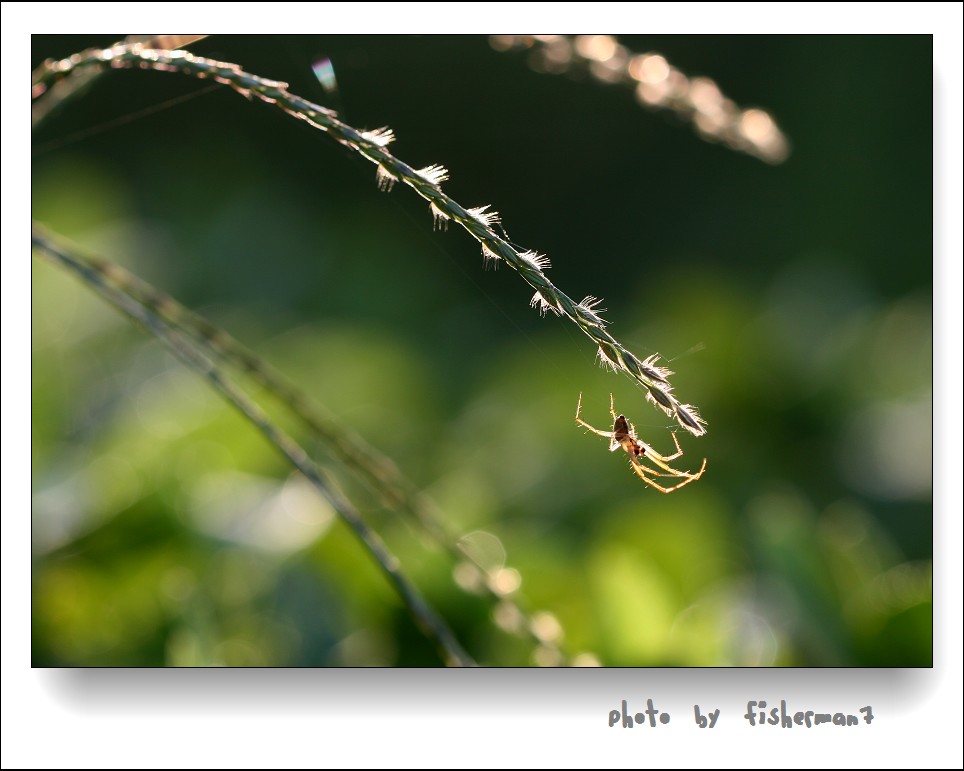 倒 挂 摄影 fisherman7