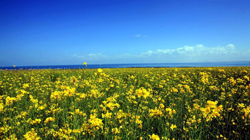 青海湖畔菜花美 摄影 gokode