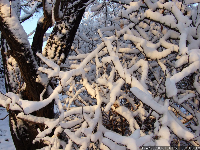 朝阳下的雪 摄影 杯莫停