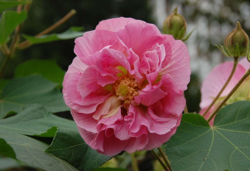 芙蓉花 摄影 于搏