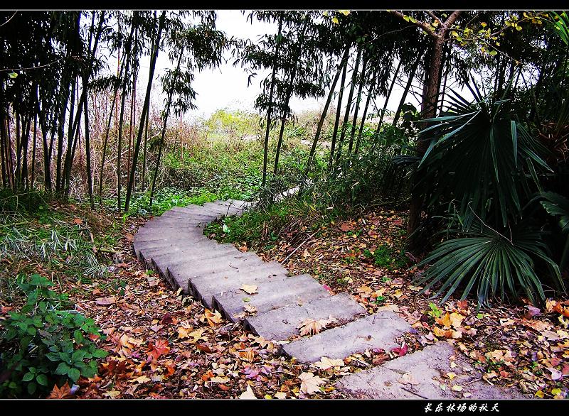 路…… 摄影 高山松