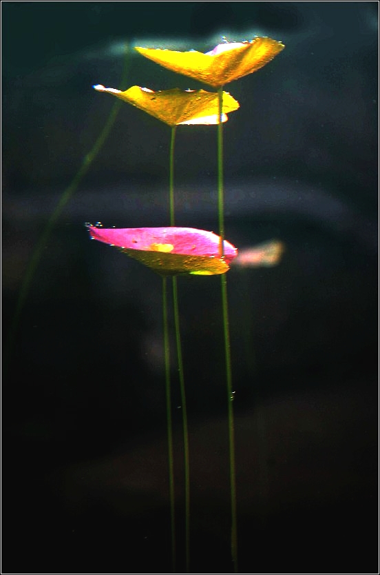 水中花（萍莲草） 摄影 亚庆