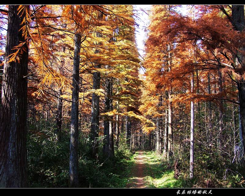 长乐林场的秋天 摄影 高山松