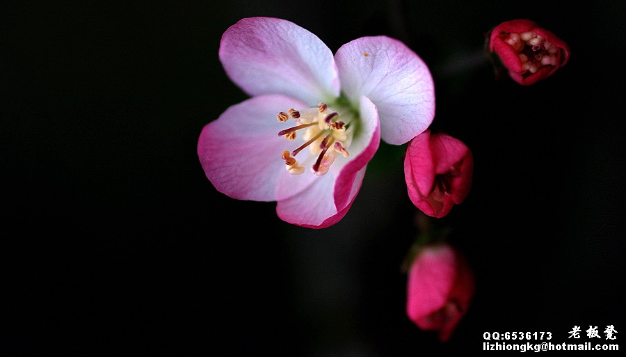 蜀花之美惟海棠 摄影 老板凳