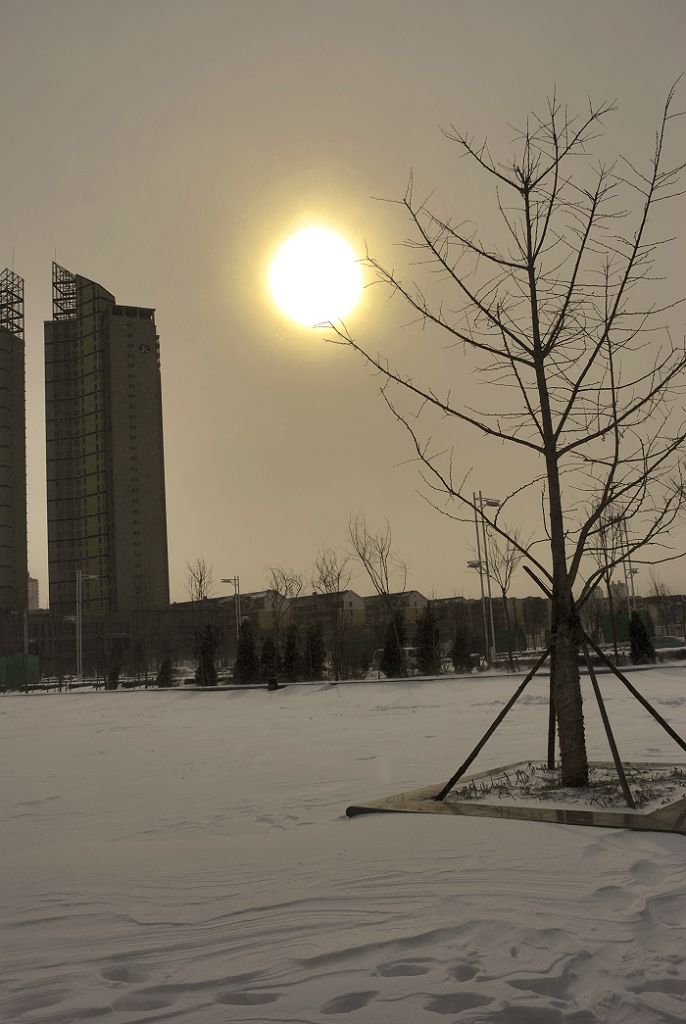 雪 摄影 绿罗