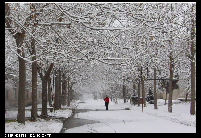 白雪皑皑一点红 摄影 青石半岛