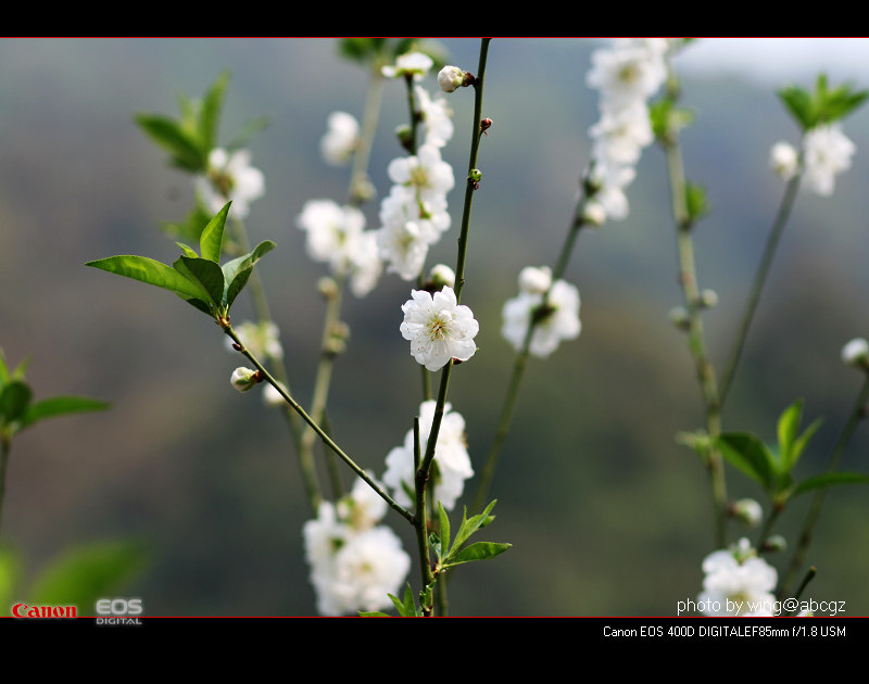 梅花朵朵 摄影 风之刀