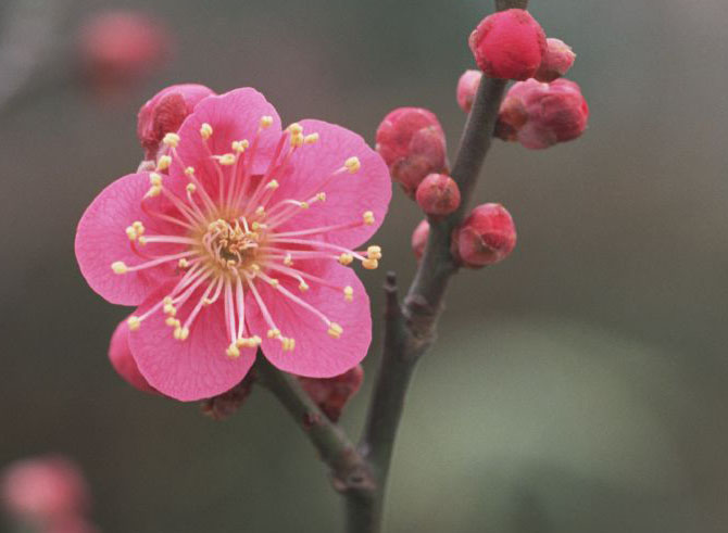 梅花 摄影 布什