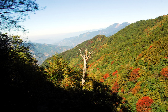 看阿里山 摄影 zhjunjun