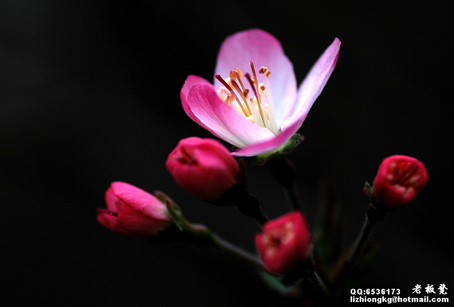 蜀花之美惟海棠 【3】 摄影 老板凳